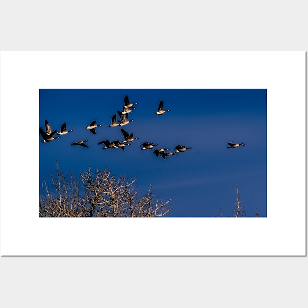 Geese in flight Wall Art by CanadianWild418